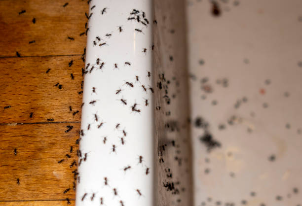 Best Cockroach Control Services  in Bushyhead, OK