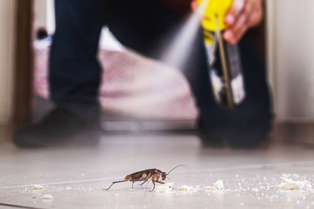 Best Insect Control  in Bushyhead, OK