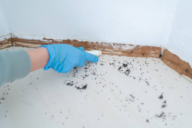Best Termite Control Services  in Bushyhead, OK